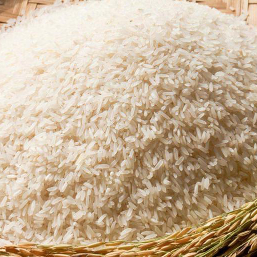 Đặc điểm của gạo tám xoan hải hậu