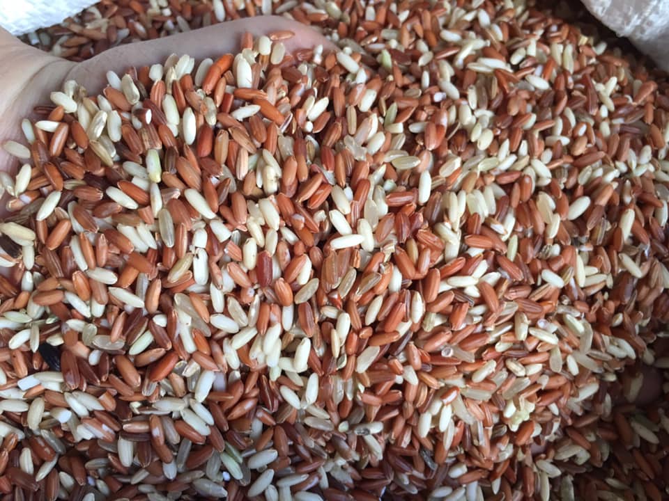 Bảo quản gạo lứt Điện Biên ngon, giàu dinh dưỡng