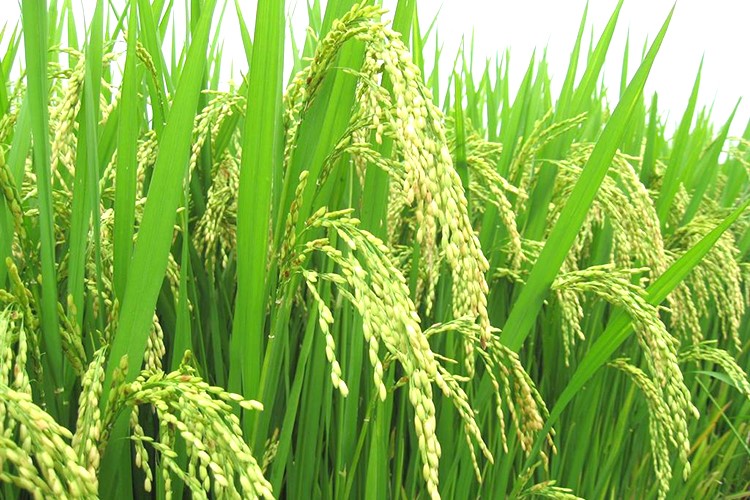 Nguồn gốc gạo tám xoan Hải Hậu - Nam Định