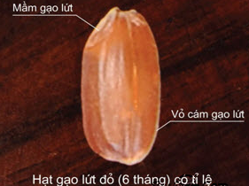 Gạo lứt nảy mầm là gì