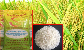 Gạo ST được trồng theo mô hình organic