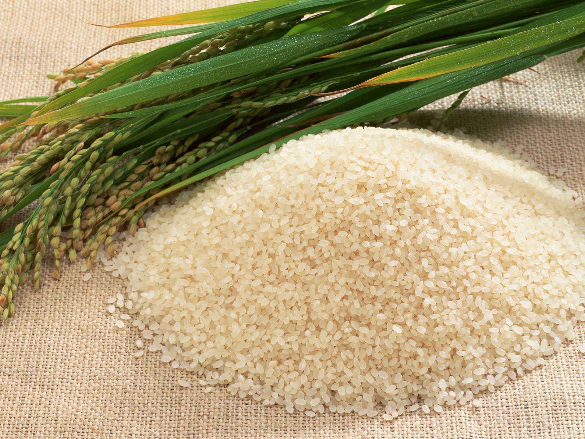 Hướng dẫn bảo quản gạo tấm Tài Nguyên chợ Đào