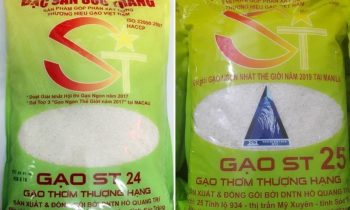 Gạo ST24 và ST25 Gạo Nào Ngon Hơn? | Thực Phẩm Quốc Huy